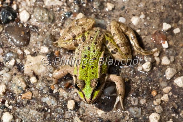 rana esculenta.JPG - Grenouille verteRana esculentaEdible frogBrenne, France